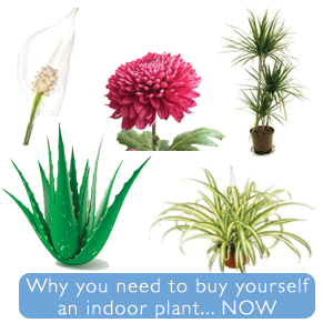 5 Indoor Plants You Need to Know About