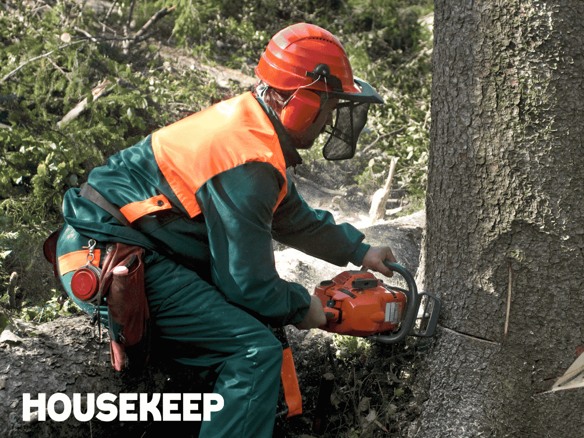 How much does a tree surgeon cost? [March 2026]