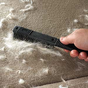 3 Simple Ways To Get Pet Hair Out Of Your Life!