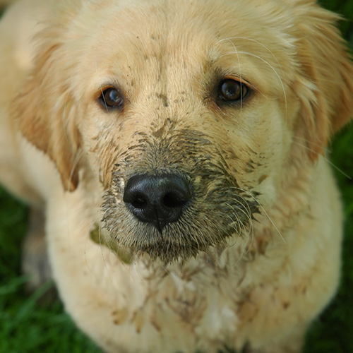 5 Ways to Keep a Dog-Friendly Home Clean